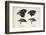 Darwin's Galapagos Finches-Stewart Stewart-Framed Photographic Print