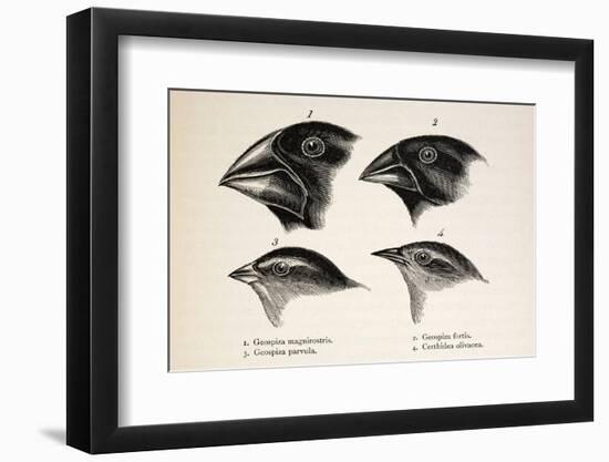 Darwin's Galapagos Finches-Stewart Stewart-Framed Photographic Print