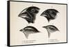Darwin's Galapagos Finches-Stewart Stewart-Framed Stretched Canvas