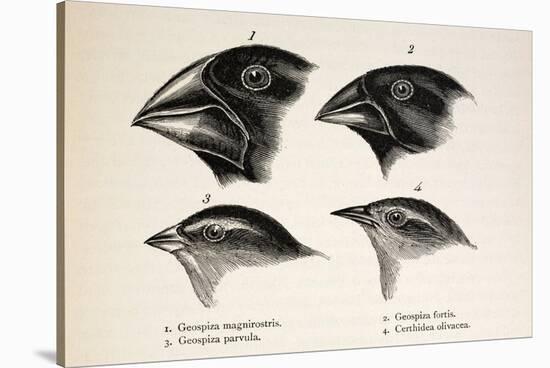 Darwin's Galapagos Finches-Stewart Stewart-Stretched Canvas