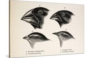 Darwin's Galapagos Finches-Stewart Stewart-Stretched Canvas