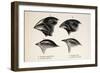 Darwin's Galapagos Finches-Stewart Stewart-Framed Photographic Print