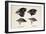 Darwin's Galapagos Finches-Stewart Stewart-Framed Photographic Print