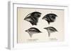 Darwin's Galapagos Finches-Stewart Stewart-Framed Photographic Print