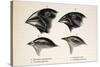 Darwin's Galapagos Finches-Stewart Stewart-Stretched Canvas