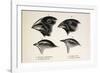 Darwin's Galapagos Finches-Stewart Stewart-Framed Photographic Print