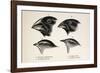 Darwin's Galapagos Finches-Stewart Stewart-Framed Photographic Print