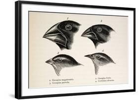 Darwin's Galapagos Finches-Stewart Stewart-Framed Photographic Print