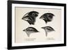 Darwin's Galapagos Finches-Stewart Stewart-Framed Photographic Print