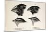 Darwin's Galapagos Finches-Stewart Stewart-Mounted Photographic Print