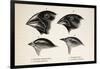 Darwin's Galapagos Finches-Stewart Stewart-Framed Photographic Print