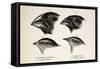 Darwin's Galapagos Finches-Stewart Stewart-Framed Stretched Canvas