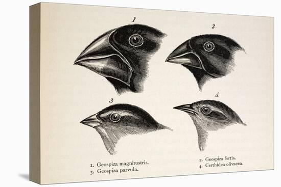 Darwin's Galapagos Finches-Stewart Stewart-Stretched Canvas