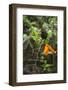 Darwin's large ground finch feeding on Wild cucumber-Tui De Roy-Framed Photographic Print