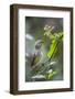 Darwin's medium ground finch feeding on seeds, Galapagos-Tui De Roy-Framed Photographic Print