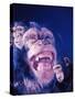 Darwin's Study of the Expressions of Monkeys in Formulating His Theory of Evolution-Mark Kauffman-Stretched Canvas