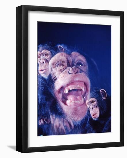 Darwin's Study of the Expressions of Monkeys in Formulating His Theory of Evolution-Mark Kauffman-Framed Photographic Print