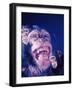 Darwin's Study of the Expressions of Monkeys in Formulating His Theory of Evolution-Mark Kauffman-Framed Photographic Print