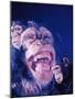 Darwin's Study of the Expressions of Monkeys in Formulating His Theory of Evolution-Mark Kauffman-Mounted Photographic Print