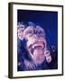 Darwin's Study of the Expressions of Monkeys in Formulating His Theory of Evolution-Mark Kauffman-Framed Photographic Print