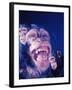 Darwin's Study of the Expressions of Monkeys in Formulating His Theory of Evolution-Mark Kauffman-Framed Photographic Print