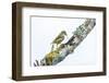 Darwin's woodpecker finch using twig as tool, Galapagos-Tui De Roy-Framed Photographic Print