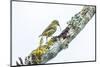 Darwin's woodpecker finch using twig as tool, Galapagos-Tui De Roy-Mounted Photographic Print