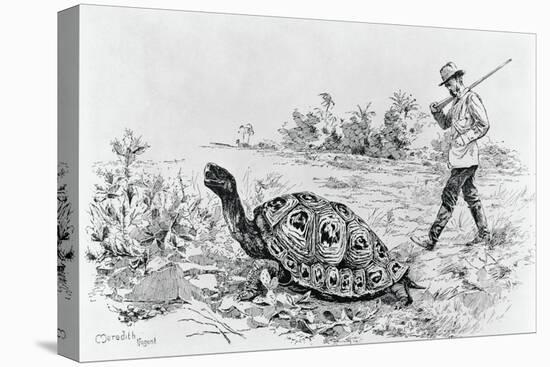 Darwin Testing the Speed of an Elephant Tortoise (Galapagos Islands) by Meredith Nugent-null-Stretched Canvas