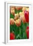 White Frame