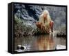 Daryl Hannah - The Clan of the Cave Bear-null-Framed Stretched Canvas