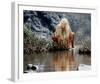 Daryl Hannah - The Clan of the Cave Bear-null-Framed Photo