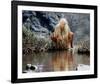 Daryl Hannah - The Clan of the Cave Bear-null-Framed Photo