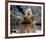 Daryl Hannah - The Clan of the Cave Bear-null-Framed Photo