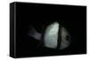 Dascyllus Reticulatus (Reticulated Dascyllus, Reticulated Damsel, Twostriped Damselfish)-Paul Starosta-Framed Stretched Canvas