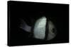 Dascyllus Reticulatus (Reticulated Dascyllus, Reticulated Damsel, Twostriped Damselfish)-Paul Starosta-Stretched Canvas