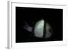 Dascyllus Reticulatus (Reticulated Dascyllus, Reticulated Damsel, Twostriped Damselfish)-Paul Starosta-Framed Photographic Print