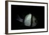 Dascyllus Reticulatus (Reticulated Dascyllus, Reticulated Damsel, Twostriped Damselfish)-Paul Starosta-Framed Photographic Print