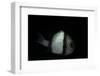 Dascyllus Reticulatus (Reticulated Dascyllus, Reticulated Damsel, Twostriped Damselfish)-Paul Starosta-Framed Photographic Print