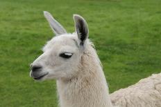 Beautiful Llama.-daseaford-Laminated Photographic Print