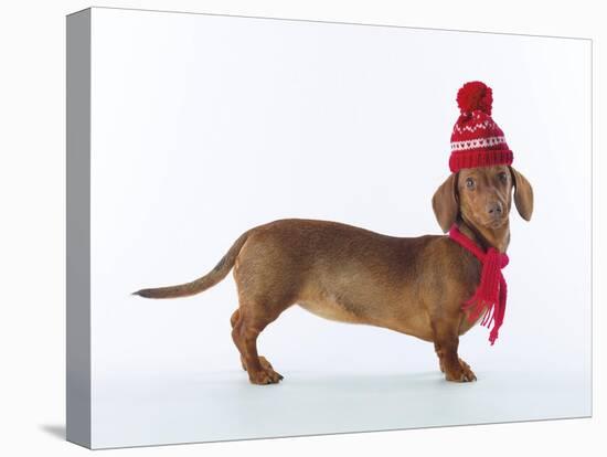 Dashing Dachshund-Assaf Frank-Stretched Canvas