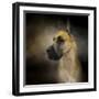 Dashing Great Dane-Jai Johnson-Framed Giclee Print