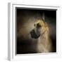 Dashing Great Dane-Jai Johnson-Framed Giclee Print