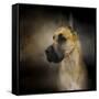 Dashing Great Dane-Jai Johnson-Framed Stretched Canvas