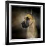 Dashing Great Dane-Jai Johnson-Framed Giclee Print