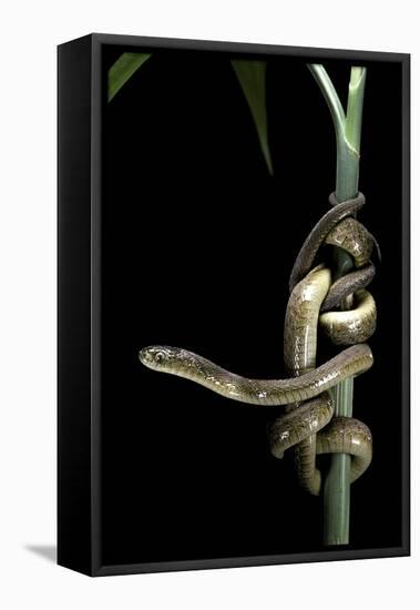 Dasypeltis Scabra (African Egg-Eating Snake, Rhombic Egg Eater)-Paul Starosta-Framed Stretched Canvas