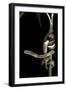 Dasypeltis Scabra (African Egg-Eating Snake, Rhombic Egg Eater)-Paul Starosta-Framed Photographic Print