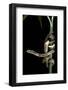 Dasypeltis Scabra (African Egg-Eating Snake, Rhombic Egg Eater)-Paul Starosta-Framed Photographic Print