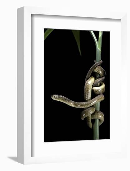 Dasypeltis Scabra (African Egg-Eating Snake, Rhombic Egg Eater)-Paul Starosta-Framed Photographic Print