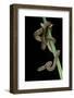 Dasypeltis Scabra (African Egg-Eating Snake, Rhombic Egg Eater)-Paul Starosta-Framed Photographic Print