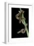 Dasypeltis Scabra (African Egg-Eating Snake, Rhombic Egg Eater)-Paul Starosta-Framed Photographic Print